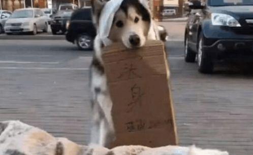 娱乐吃瓜酱小狗看坐在小车里,揭秘小车里的大秘密